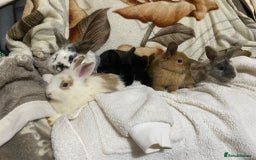 Mixed Breed rabbits for sale: Beautiful Bunnies Ready For New Homes - Advert 1