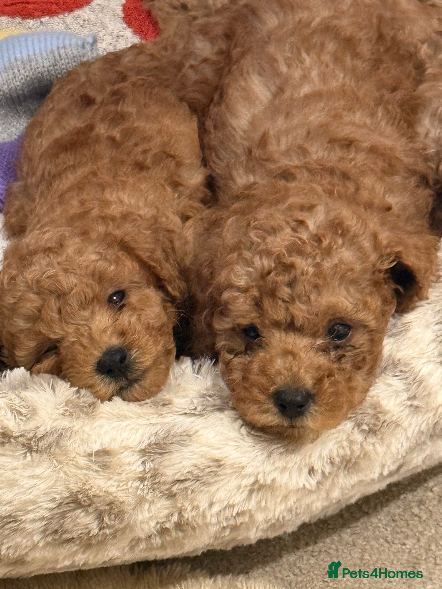 Toy Poodle dogs 🐾meet Tallulah‘s beautiful litterof3 girlsand1boy - Advert 1