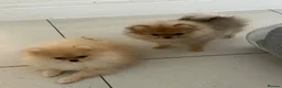 Pomeranian dogs for sale: Rare Tiny Teddy Bear Face Pomeranian pups |KC Reg - Advert 12