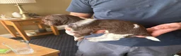 English Springer Spaniel dogs for sale: Working springer spaniels - Advert 6