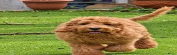 Cockapoo dogs for sale: Aston 6 month old cockapoo  in Torquay - Advert 4