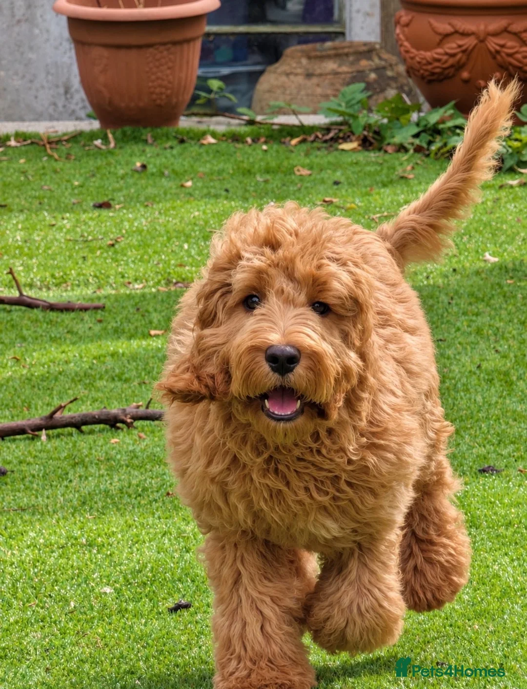 Cockapoo dogs for sale: Aston 6 month old cockapoo  in Torquay - Advert 4
