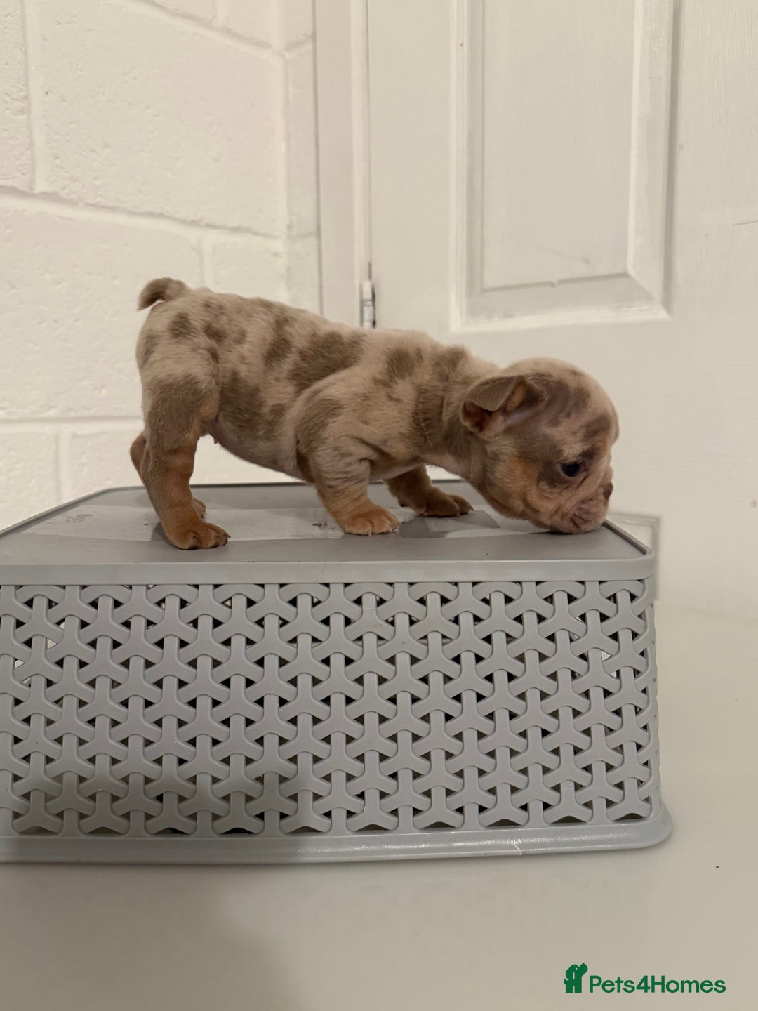 English Bulldog dogs for sale: A LITTER NOT TO BE MISSED 🔥 - Advert 11