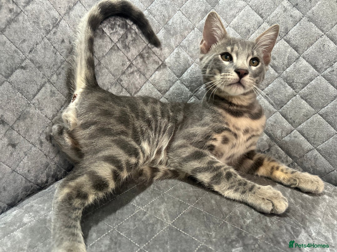 Bengal cats for sale: Striking Blue TICA Male Bengal Kittens 💙  - Image 1