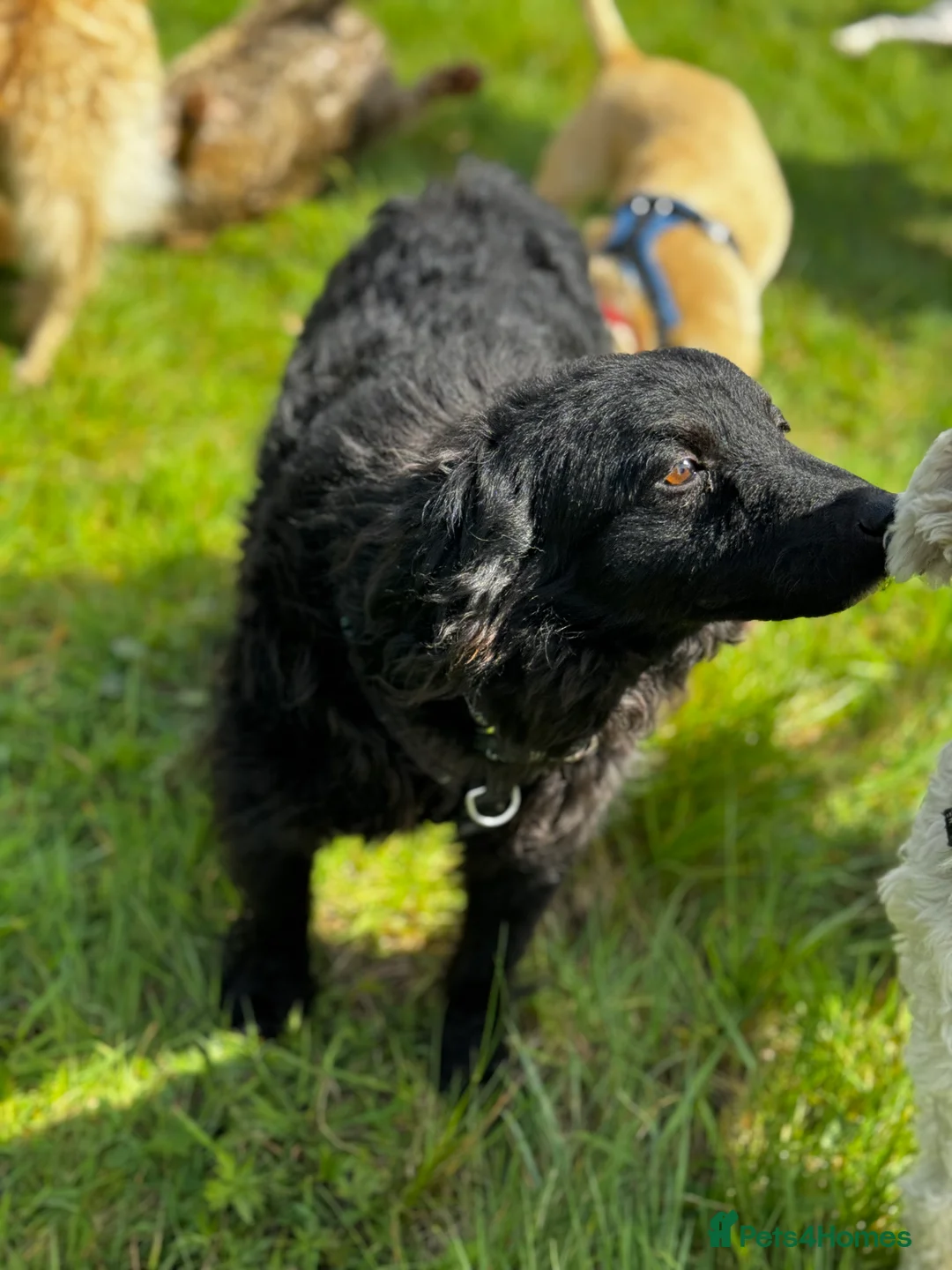 Mixed Breed dogs for adoption: Sweet Diana looking for a home in Salisbury - Advert 18