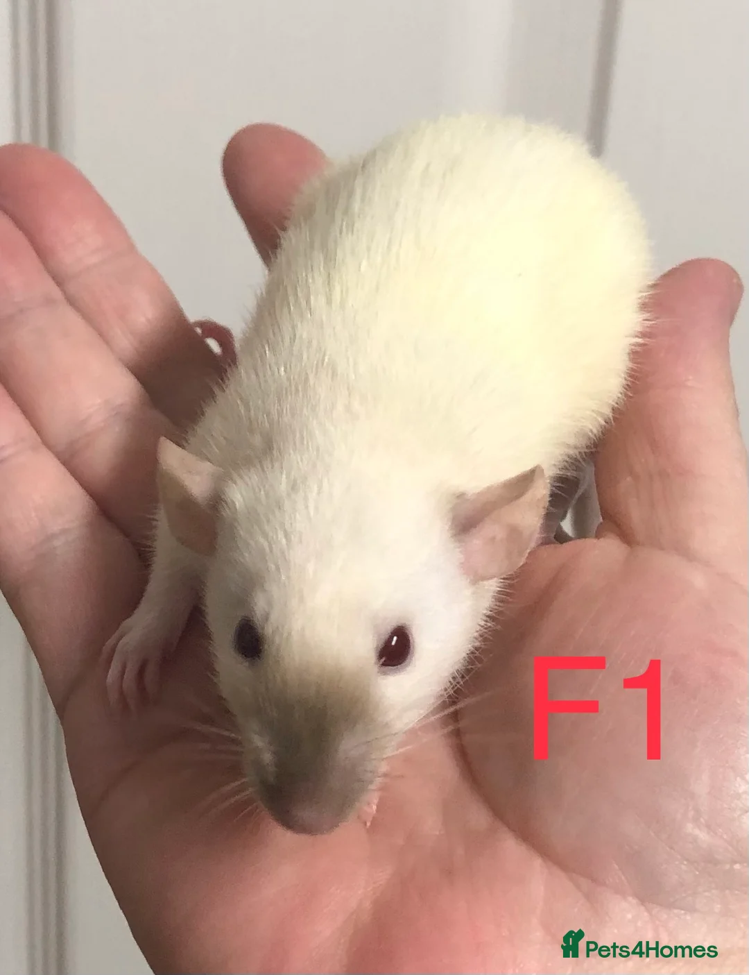 Rat rodents for sale: Beautiful tame fancy rats - Advert 1