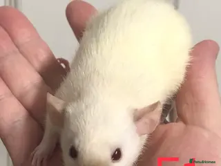 Rat rodents Beautiful tame fancy rats - Advert 6