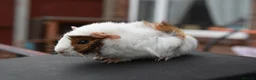 Guinea Pig rodents for sale: Baby Guinea Pigs Looking For New Homes - Advert 8