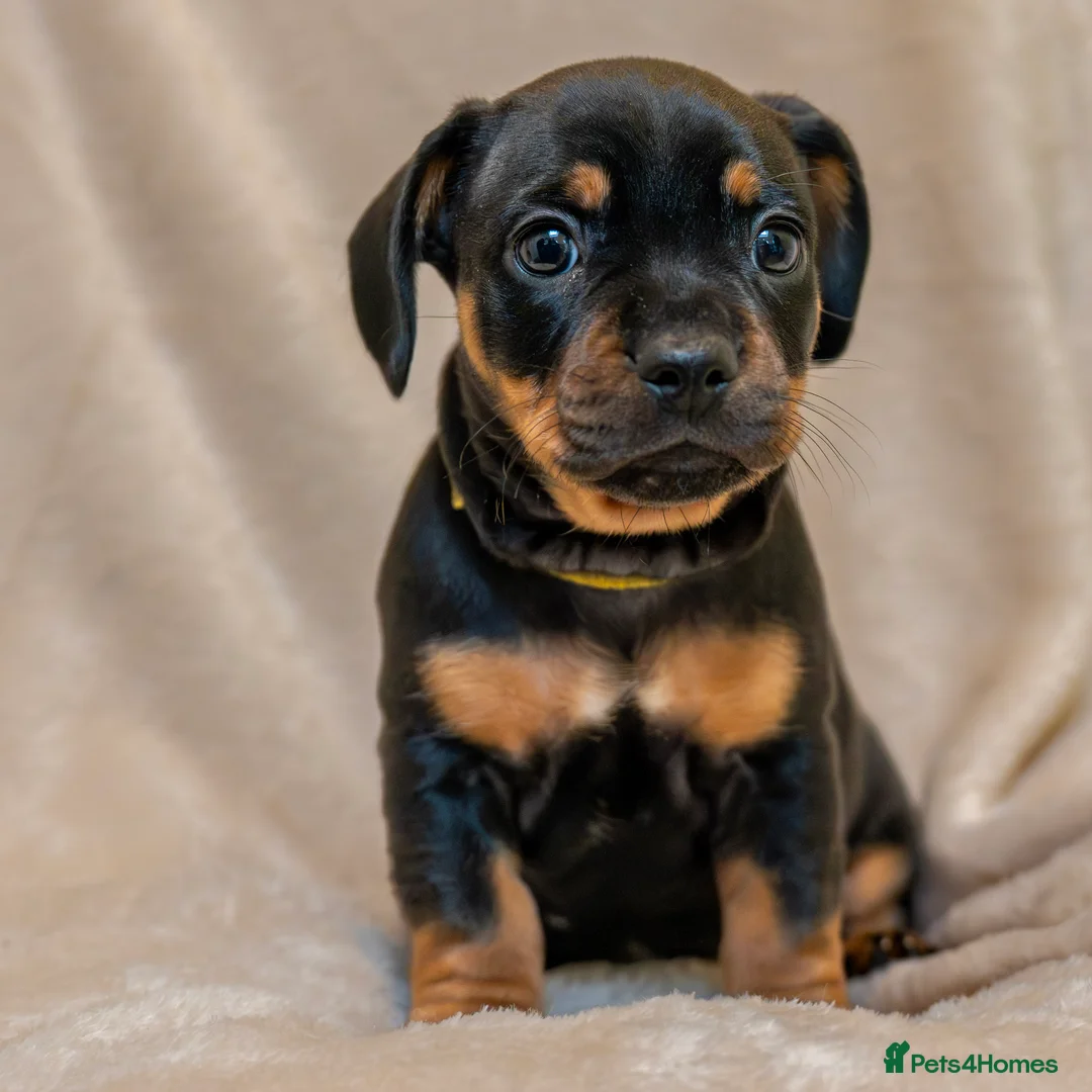 Mixed Breed dogs for sale: French Bull Wieners  - Advert 4