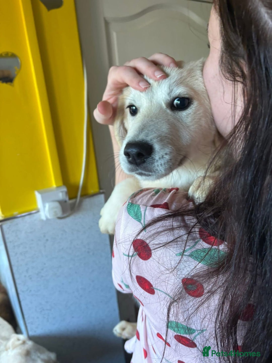Mixed Breed dogs for adoption: Wren - Costessey Norwich  - Advert 16