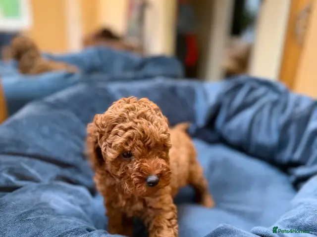 Miniature Poodle dogs Solid red poodle 🐶 ( left two girls) - Advert 2