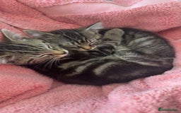 Mixed Breed cats for sale: Kittens available to leave 12th Oct - Image 8