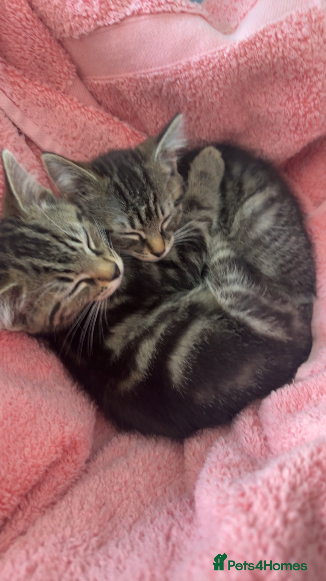 Mixed Breed cats for sale: Kittens available to leave 12th Oct - Image 8