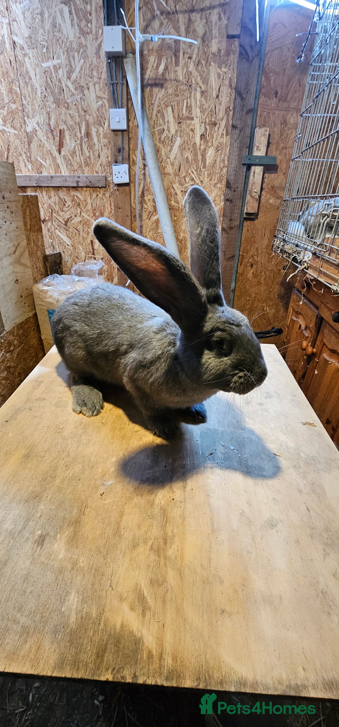 Continental Giant rabbits for sale: Continental Giants Merle - Image 23