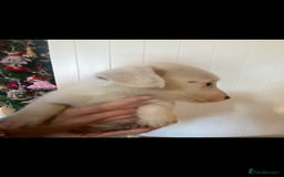 Jack Russell dogs for sale: 3 Jack Russel puppies  - Advert 1