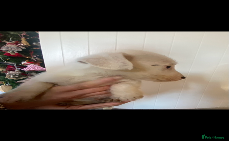 Jack Russell dogs 3 Jack Russel puppies  - Advert 4