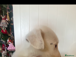 Jack Russell dogs 3 Jack Russel puppies - Advert 1