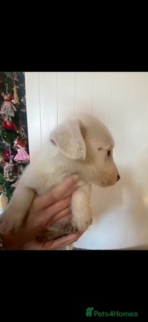 Jack Russell dogs 3 Jack Russel puppies - Advert 3