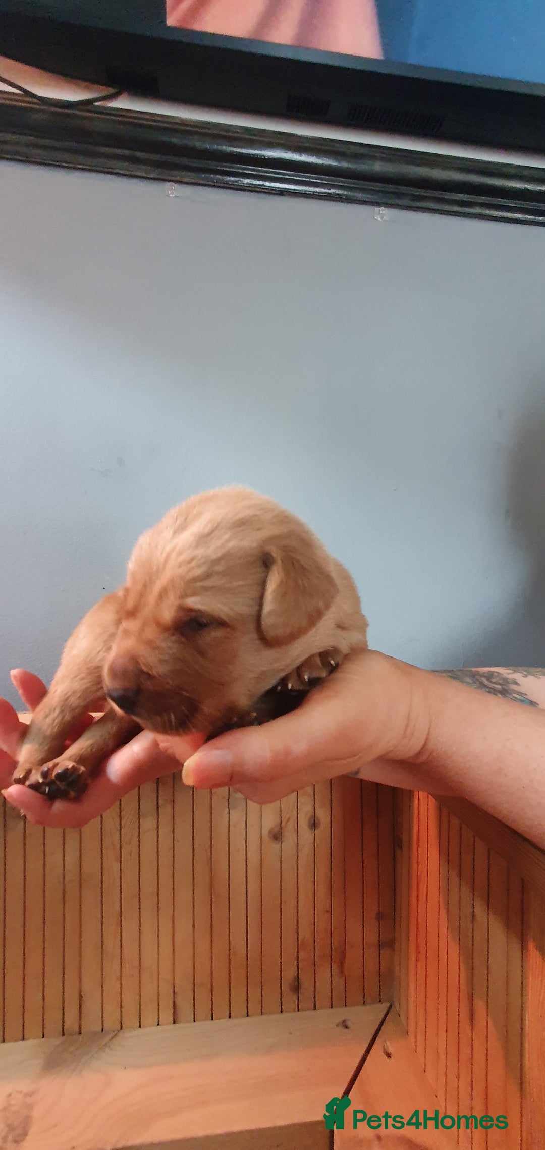 Labrador Retriever dogs for sale: Fox red Labrador - Image 8