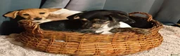 Jack Russell dogs for sale: Adorable Jack Russel Puppies  - Advert 5