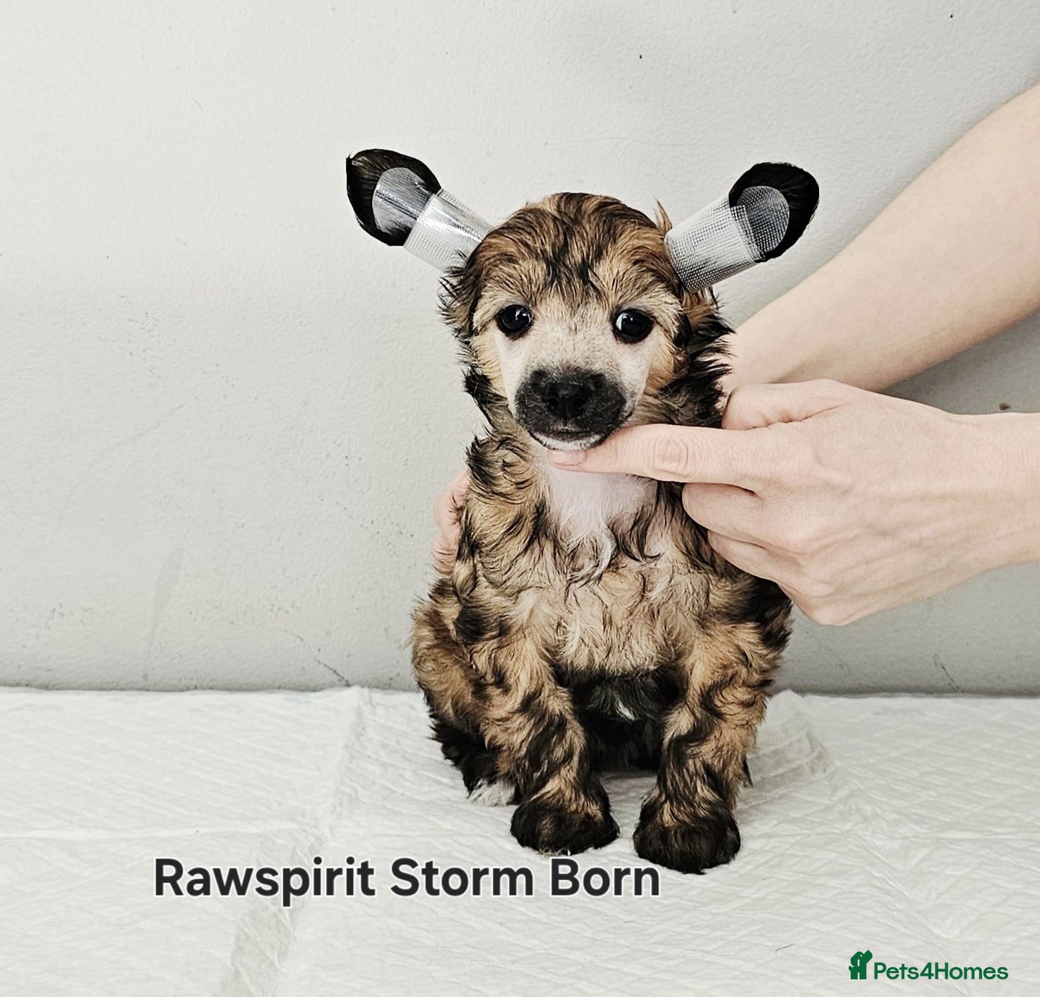 Chinese Crested dogs Powder puff boy and girl   - Advert 1