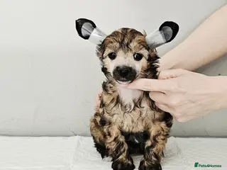Chinese Crested dogs Powder puff boy and girl - Advert 1