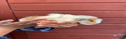 Guinea Pig rodents for sale: Female guinea pigs - Advert 3
