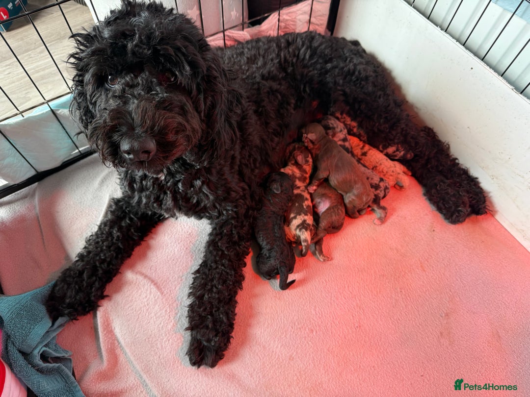 Cockapoo dogs for sale: Stunning Merle cockapoos - Image 11