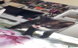 Mixed Breed cats for sale: Black/white shorthair female kitten  - Image 4