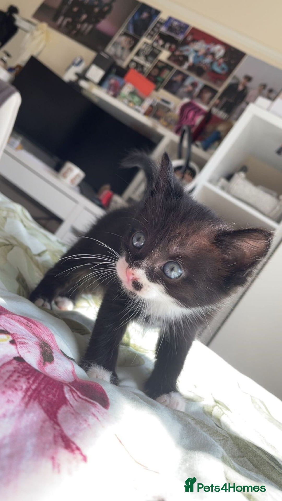 Mixed Breed cats for sale: Black/white shorthair female kitten  - Image 4