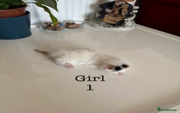 British Shorthair cats for sale: 6 Playful British Shorthair Cats - Image 6