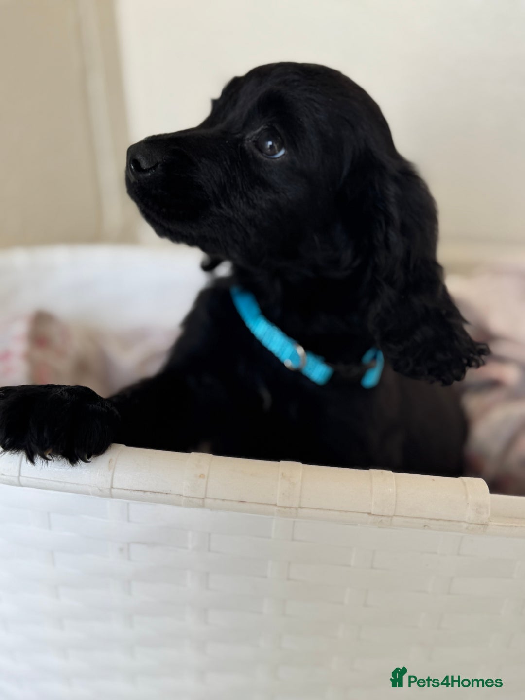 Cocker Spaniel dogs for sale: Beautiful cocker spaniels puppies for sale - Image 32