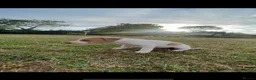Lurcher dogs for sale: Lurcher puppies  - Advert 11
