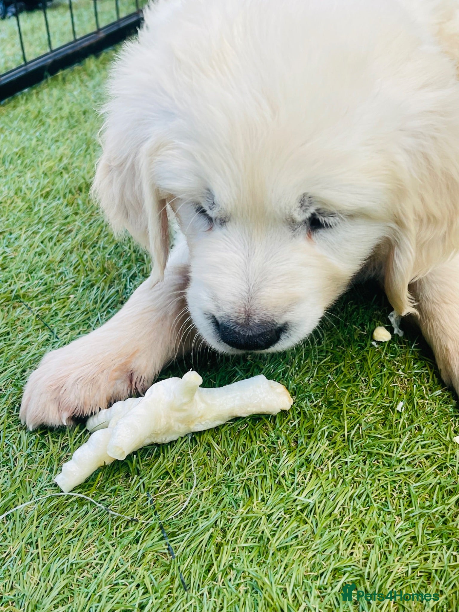Golden Retriever dogs ⭐️Ready Next Week⭐️ - Advert 2