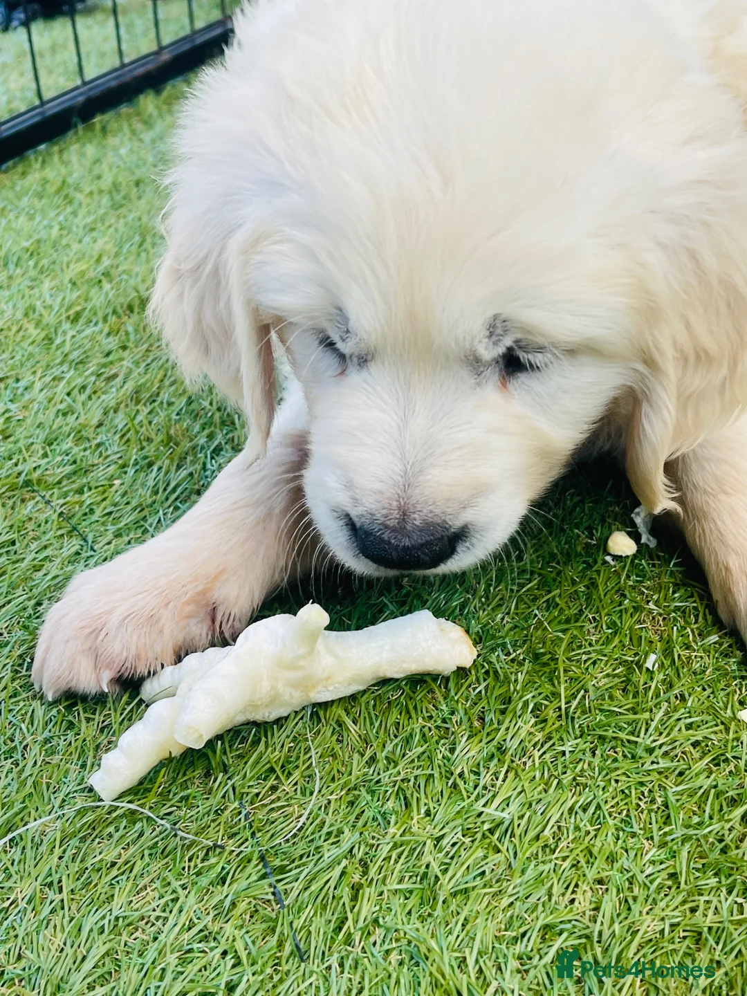Golden Retriever dogs for sale: ⭐️Ready from 14th July⭐️ - Advert 2