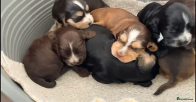 Cocker Spaniel dogs - Advert 16