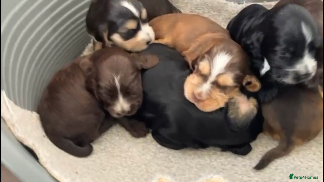 Cocker Spaniel dogs for sale: Kc show extensive health tests beautiful colours - Image 2