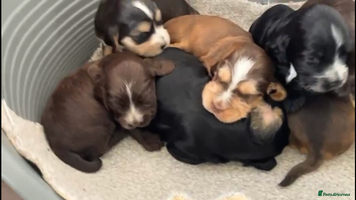 Cocker Spaniel dogs - Advert 7