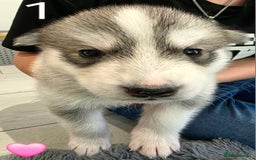 Siberian Husky dogs for sale: Siberian Husky Puppies - Image 3