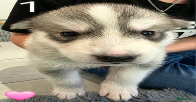 Siberian Husky dogs - Advert 7