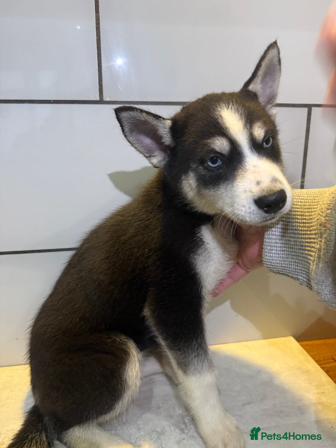 Siberian Husky dogs for sale: Husky Puppy🌸 - Advert 7