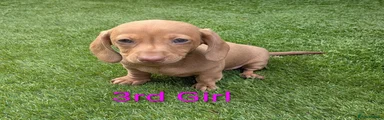 Dachshund Puppy 3