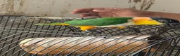 Mixed Breed birds for sale:  Birds for sale. Please read the description full  - Advert 10