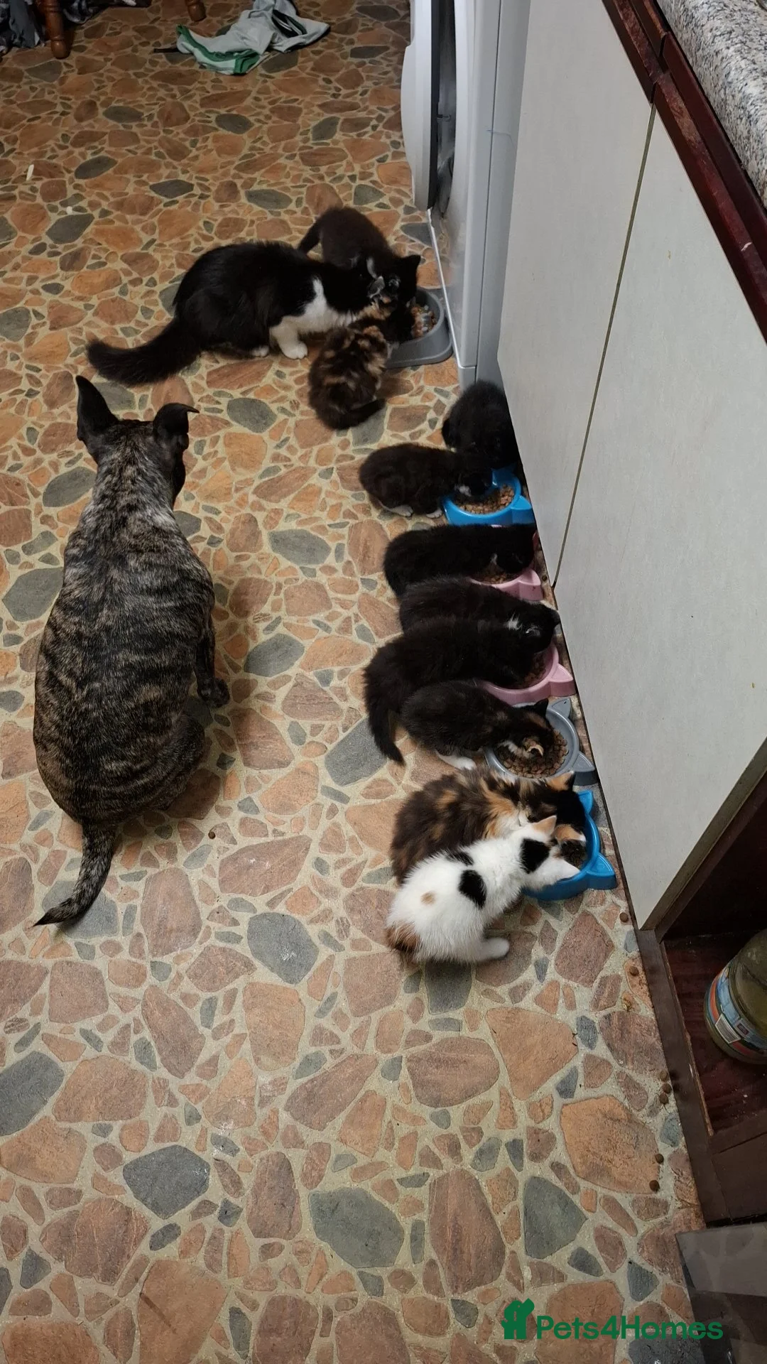 Mixed Breed cats for sale: Beautiful super fluffy mixed breed kittens - Advert 3