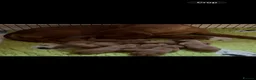 Labrador Retriever dogs for sale: Labrador Puppies - Advert 2