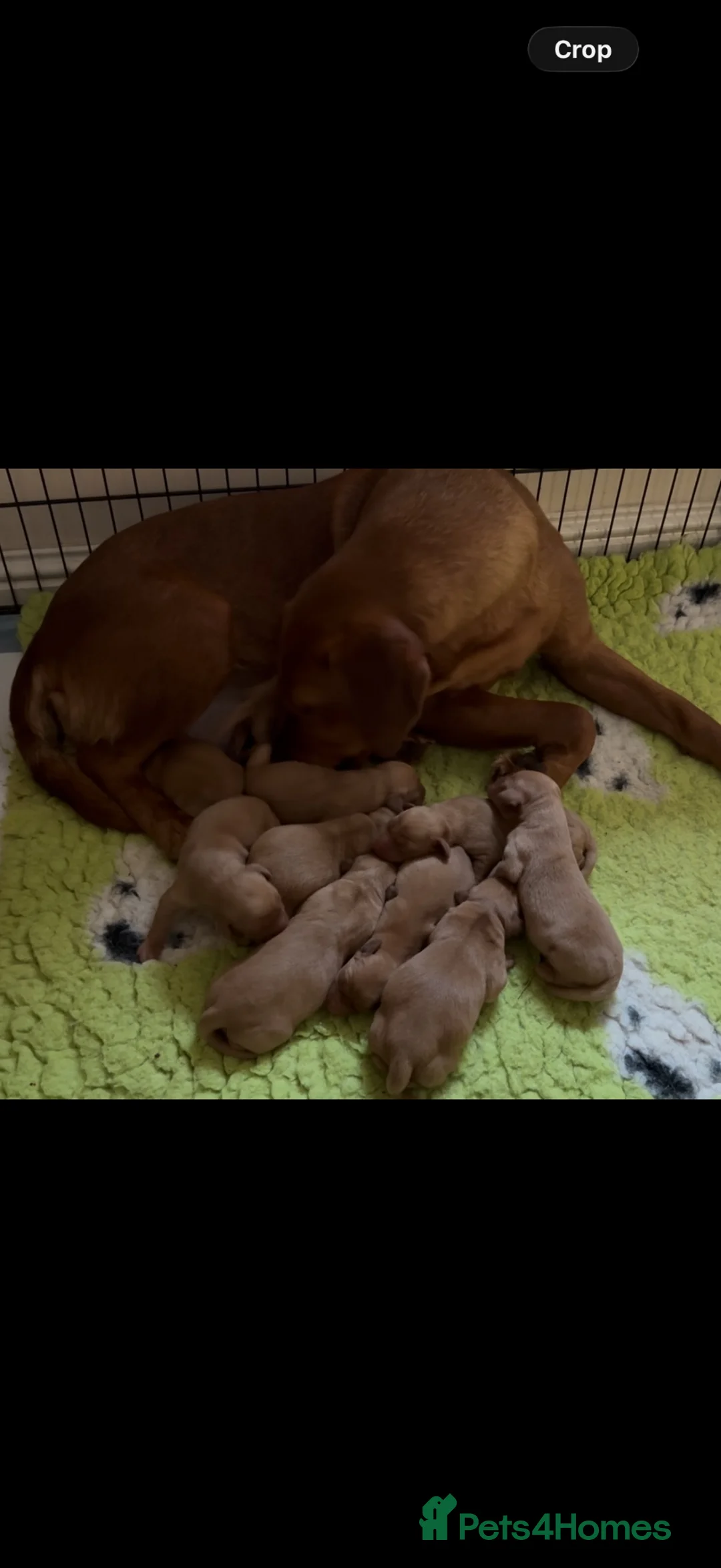 Labrador Retriever dogs for sale: Labrador Puppies - Advert 2