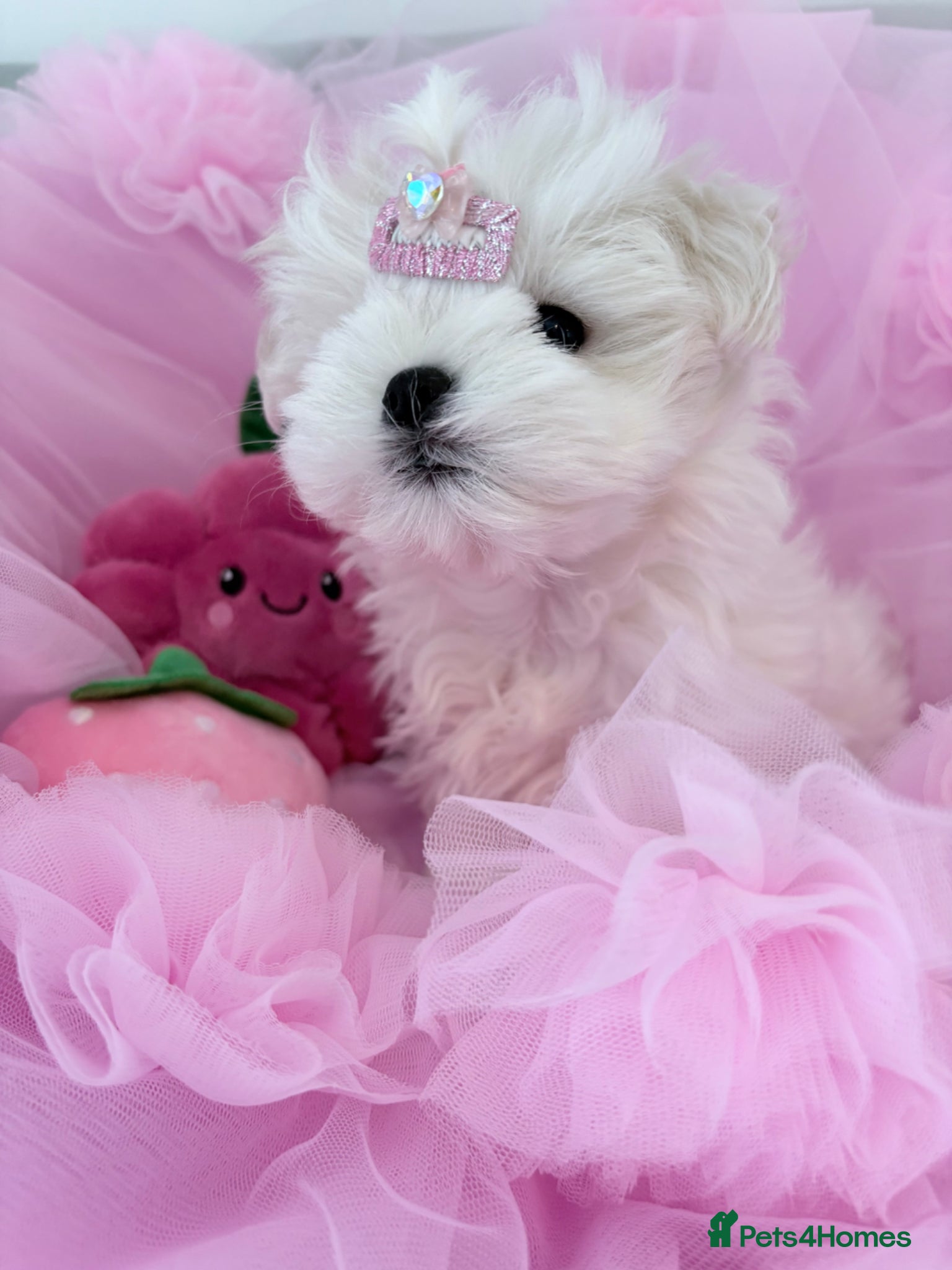 Maltese dogs 💗Gorgeous Korean baby girl 💗 - Advert 1