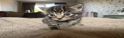 Domestic Shorthair cats for sale: STUNNING KITTENS  in Bristol - Advert 7
