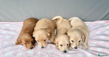 Miniature Dachshund dogs - Advert 5