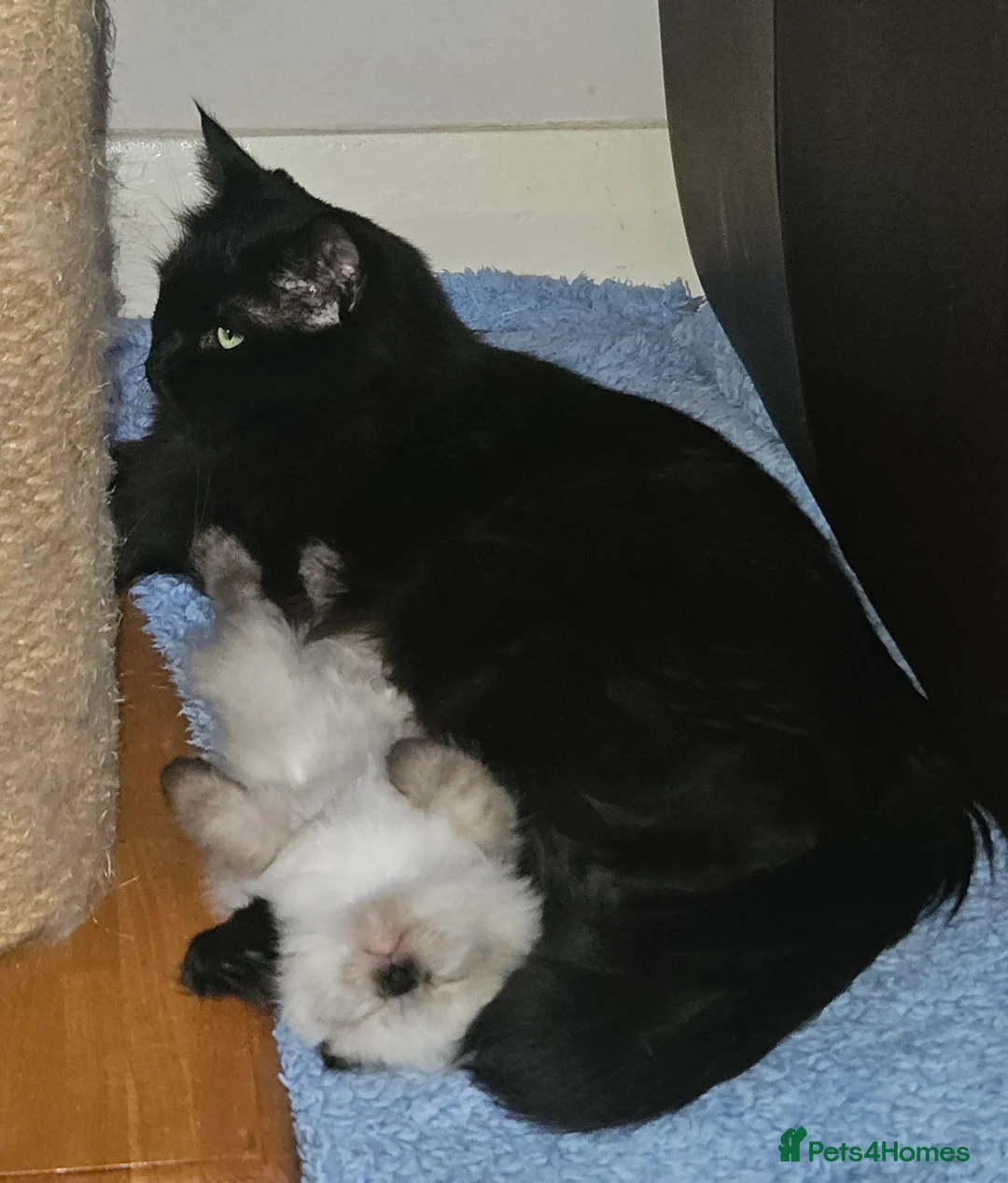 Ragdoll cats for sale: Seal Colourpoint Male - Advert 1